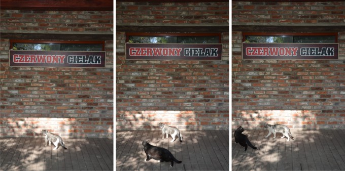 Jeszcze więcej mięsa... czerwony cielak_03